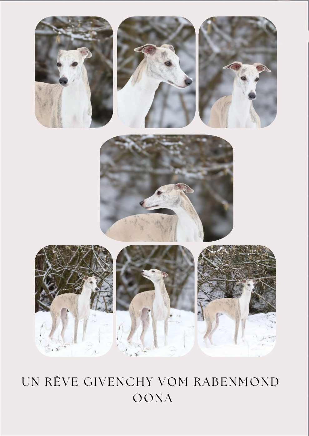 prochaine portée au printemps 2026.