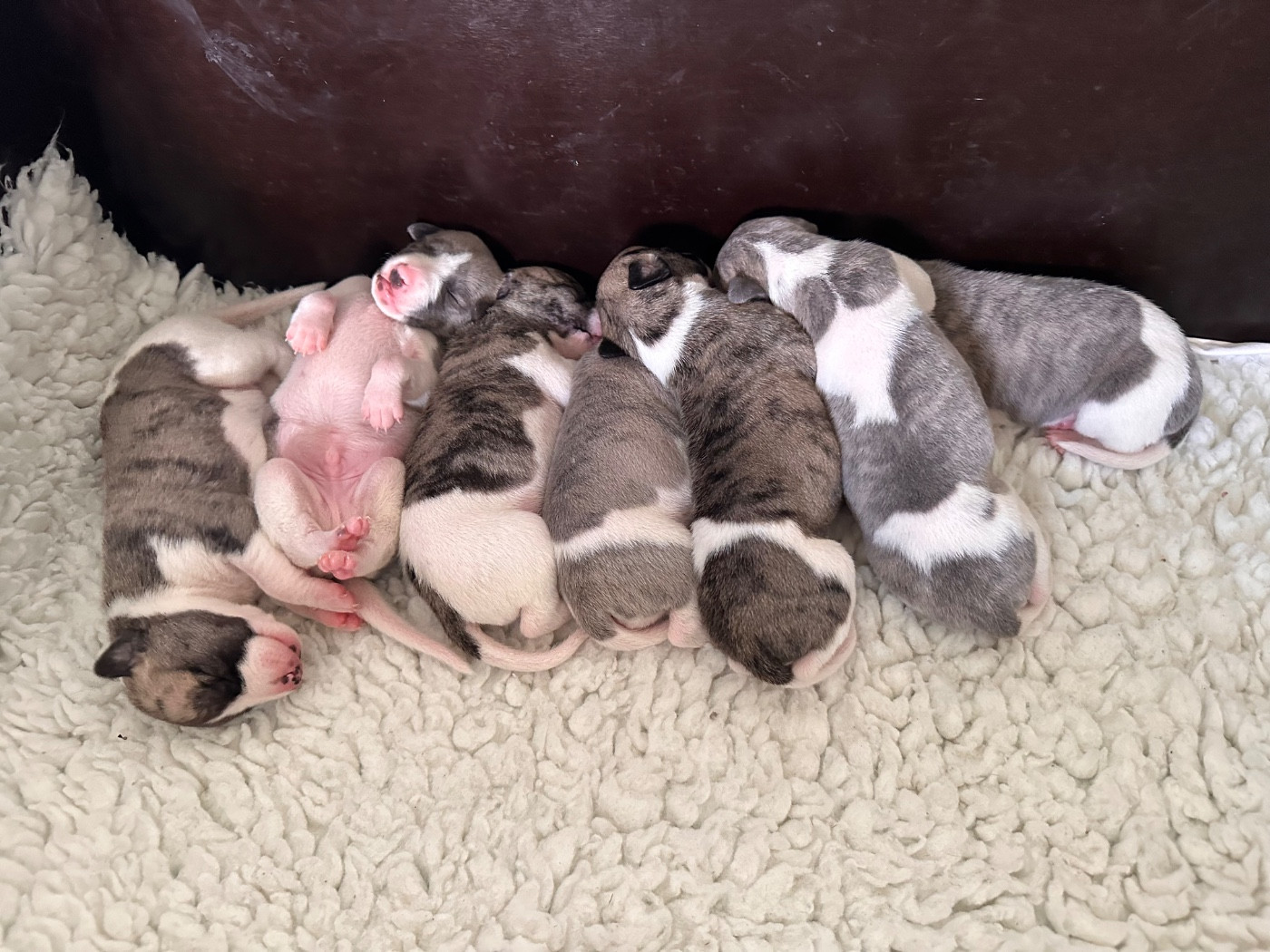 Les chiots sont nés le 23.08.26 3 femelles 4 mâles
