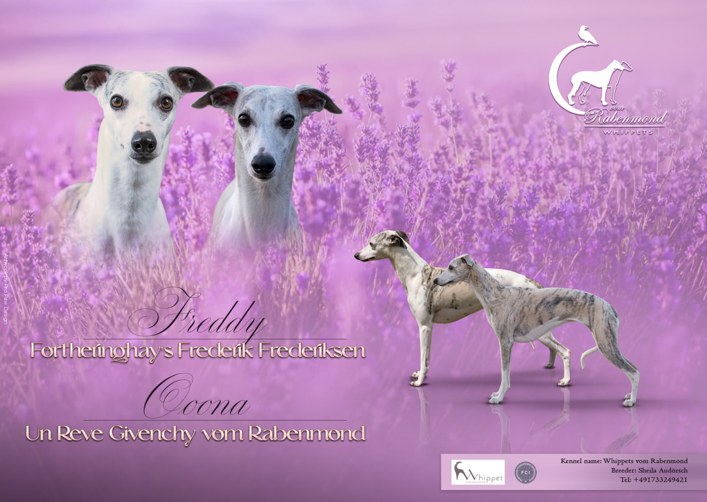 Chiot Whippet Vom Rabenmond
