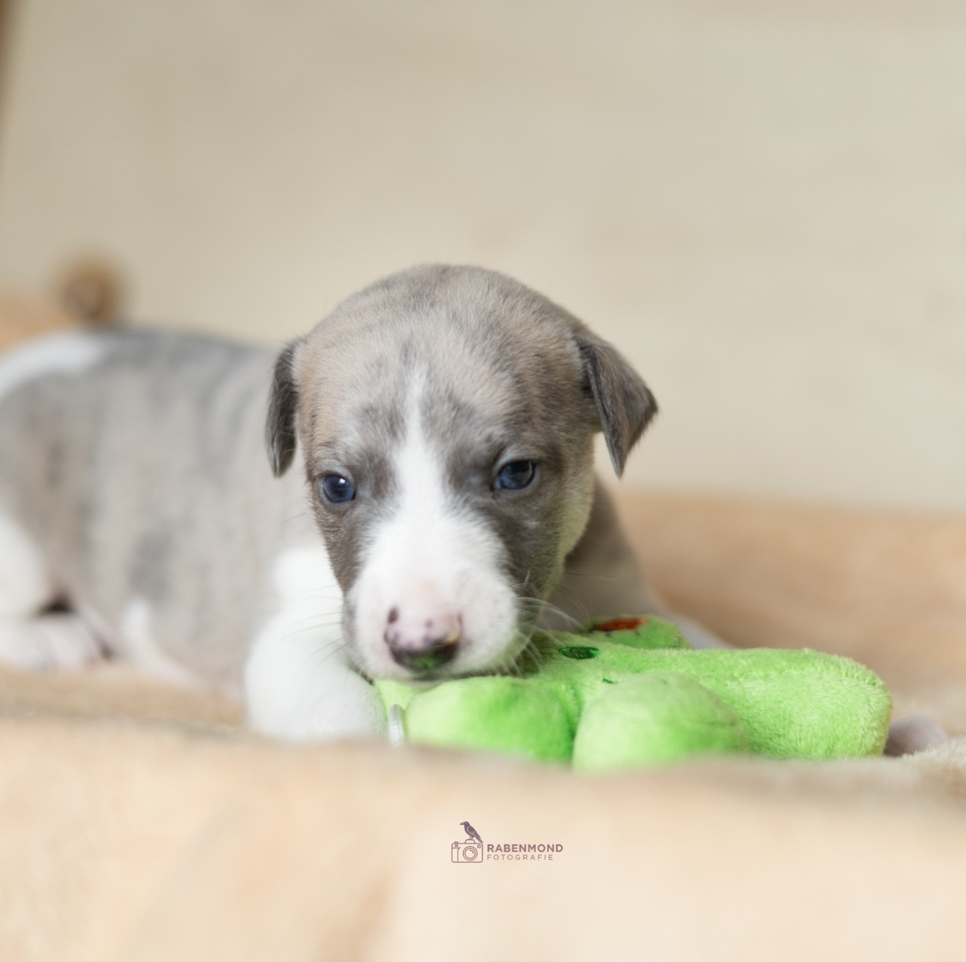 Vom Rabenmond - Chiots disponibles - Whippet