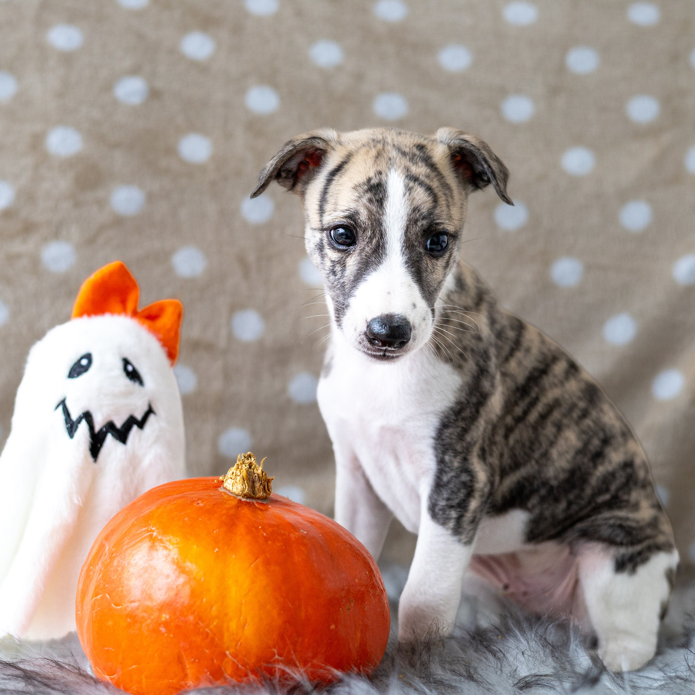 Vom Rabenmond - Chiots disponibles - Whippet